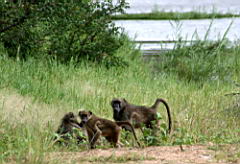 baboons gomo gomo IMG_5164.JPG